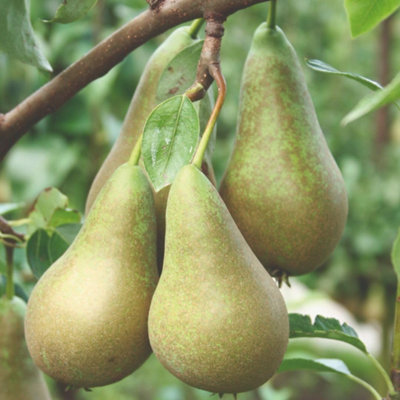 Thompson & Morgan Pear (Pyrus) Conference 12 Litre Potted Plant X 2 from B&Q