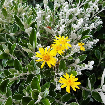 B&Q -  Brachyglottis Compacta Sunshine 9Cm Potted Plant X 3