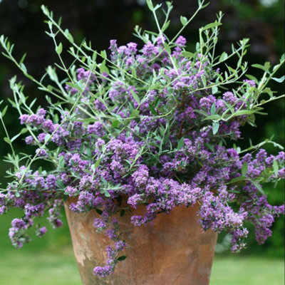Thompson & Morgan Buddleja Alternifolia 9Cm Potted Plant X 3 from B&Q
