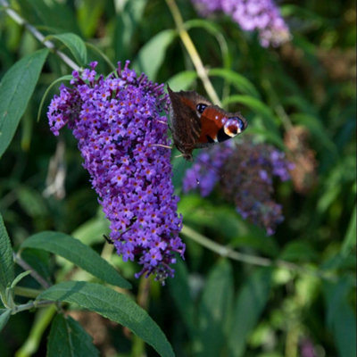 Thompson & Morgan Buddleja Davidii Adonis Blue 9Cm Potted Plant X 1 from B&Q