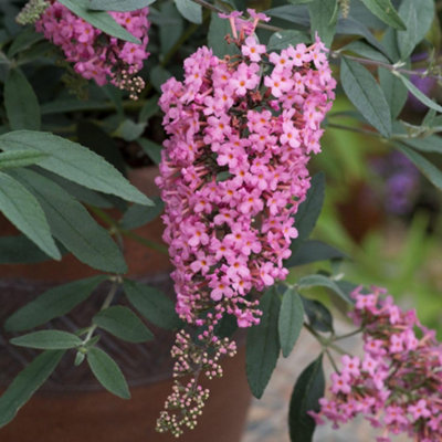 Thompson & Morgan Buddleja Davidii Pink Cascade 9Cm Potted Plant X 3 from B&Q