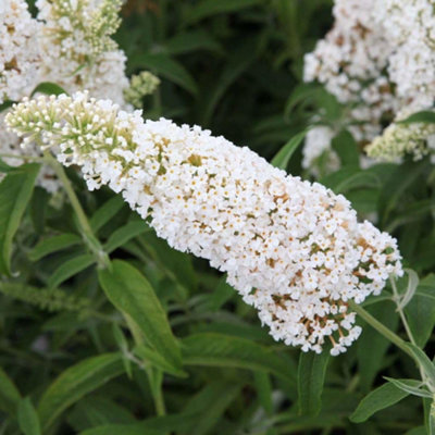 Thompson & Morgan Buddleja Davidii White Profusion 9Cm Potted Plant X 1 from B&Q