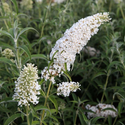 Thompson & Morgan Buddleja Davidii White Profusion 9Cm Potted Plant X 3 from B&Q