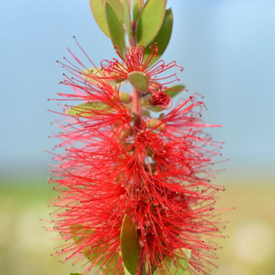 Thompson & Morgan Callistemon Laevis 9Cm Potted Plant X 1 from B&Q