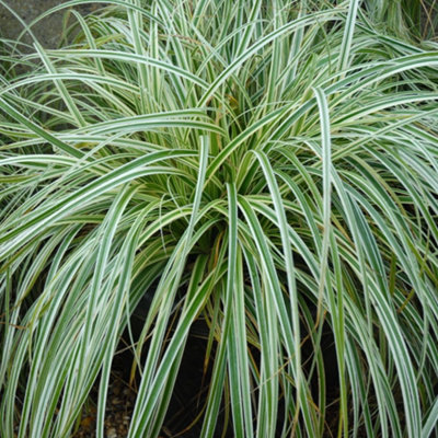 Thompson & Morgan Green/White/Light Carex Feather Falls Potted Plant X 1 9Cm