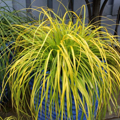 Thompson & Morgan Carex Oshimensis Everillo 9Cm Potted Plant X 1 from B&Q