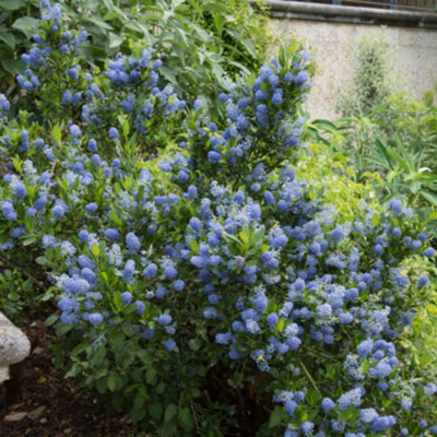 Thompson & Morgan Ceanothus Arboreus Blue Mound 9Cm Potted Plant X 1 from B&Q