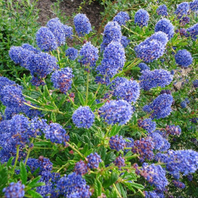 Thompson & Morgan Ceanothus Caeruleus Concha 9Cm Potted Plant X 1 from B&Q