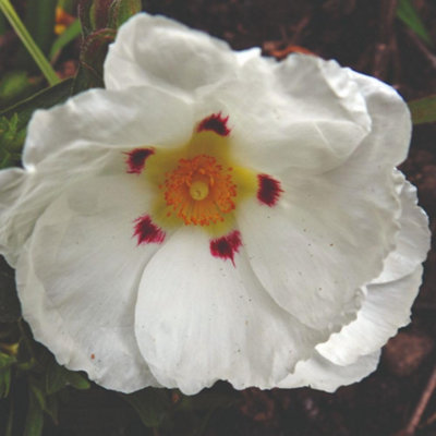 Thompson & Morgan Cistus X Purpureus Alan Fradd 9Cm Potted Plant X 3 from B&Q