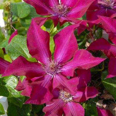 Thompson & Morgan Clematis Nubia Compact Red Flowering Climber Ruby Red Summer/autumn Blooms Patio Containers Walls Easy Pruning Group 2 3X 10.5Cm P from B&Q