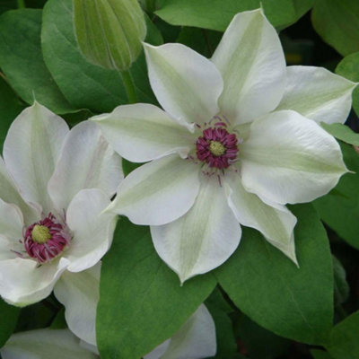 B&Q -  Clematis Miss Bateman 7Cm Potted PlantPack Of 1Outdoor Garden Plant