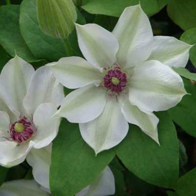 Thompson & Morgan Clematis Miss Bateman White Compact Climber 7Cm Pot X3 from B&Q