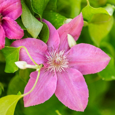 Thompson & Morgan Clematis Pink Fantasy Pale Pink Large Flower Climber July-Sept Shade Tolerant Easy Hardy Garden Plant 7Cm Pot from B&Q