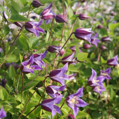 B&Q -  Clematis Prince William Maroon Violet Tulip-Shaped Climber Yellow Stamens Blooms July-Sept 7Cm Pot X1