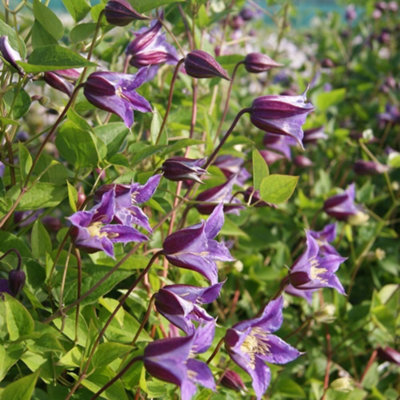 B&Q -  Clematis Texensis Prince William 7Cm Potted PlantPack Of 3Outdoor Garden