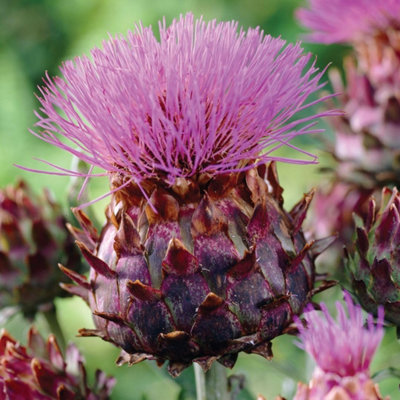Thompson & Morgan Cynara Cardunculus 9Cm Potted Plant X 1 from B&Q