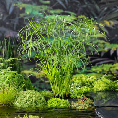 B&Q -  Cyperus Alternifolius 9Cm Potted Plant X 1