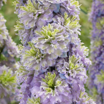 Thompson & Morgan Delphinium Elatum Highlander Crystal Delight 9Cm Potted Plant X 1 from B&Q