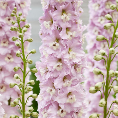 Thompson & Morgan Delphinium Elatum Highlander Flamenco 9Cm Potted Plant X 1 from B&Q