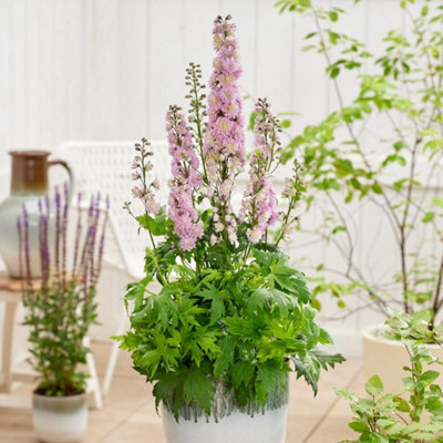 Thompson & Morgan Delphinium Elatum Highlander Mystery Sensation 9Cm Potted Plant X 3 from B&Q