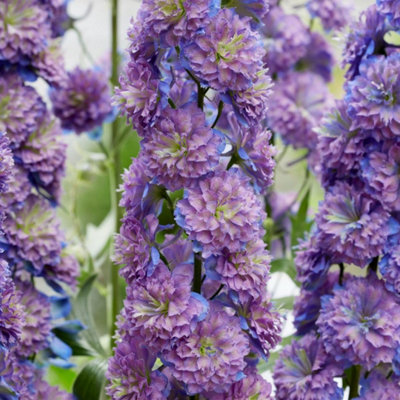 Thompson & Morgan Delphinium Elatum Highlander Purple Suprise 9Cm Potted Plant X 1 from B&Q