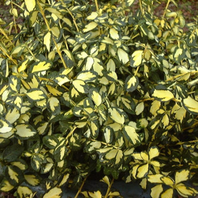 Thompson & Morgan Euonymus Fortunei Blondy 9Cm Potted Plant X 1 from B&Q