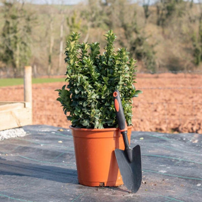 Thompson & Morgan Euonymus Japonicus Green Rocket 9Cm Potted Plant X 3 from B&Q