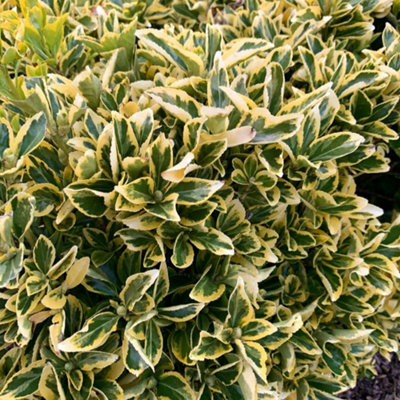 Thompson & Morgan Euonymus Japonicus Ovatus Aureus 9Cm Potted Plant X 3 from B&Q
