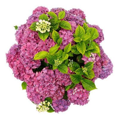 Thompson & Morgan Hydrangea Tabletop 17Cm Potted Plant X 3 from B&Q