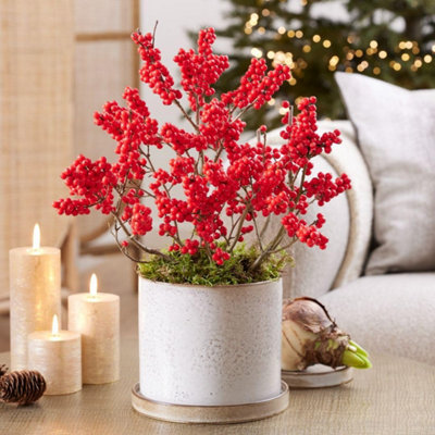 B&Q -  Ilex (Holly) Verticillata Jingle Bells 2 Litre Potted Plant X 2