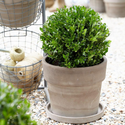 Thompson & Morgan Ilex Crenata Luxus 13Cm Potted Plant X 1 from B&Q