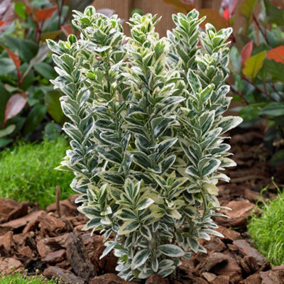 Thompson & Morgan Euonymus Japonicus White Spire 9Cm Potted Plant X 3 from B&Q