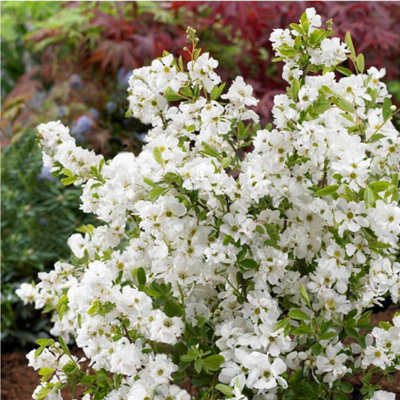 Thompson & Morgan Exochorda Racemosa Niagara 9Cm Potted Plant X 3 from B&Q