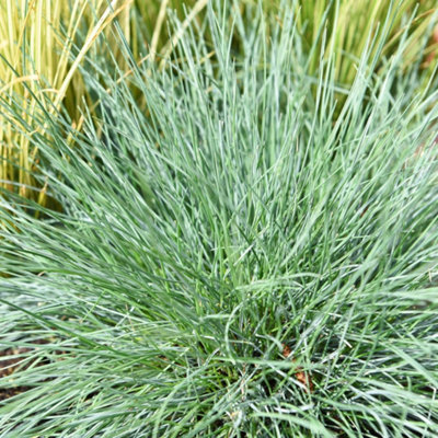 Thompson & Morgan Festuca Glauca Intense Blue 9Cm Potted Plant X 3 from B&Q
