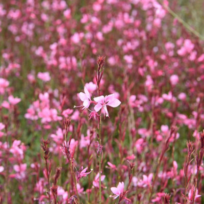 Thompson & Morgan Gaura Lindheimeri Passionate Blush 9Cm Potted Plant X 1 from B&Q