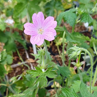 Thompson & Morgan Geranium Oxonianum Rose Clair 9Cm Potted Plant X 2 from B&Q