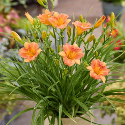 B&Q -  Hemerocallis Stella Tangerine 9Cm Potted Plant X 1