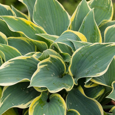 Thompson & Morgan Blue/Green/Yellow Hosta First Frost Potted Plant X 3 9Cm