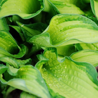 Thompson & Morgan Hosta Hybrid Great Expectations 9Cm Potted Plant X 1 from B&Q