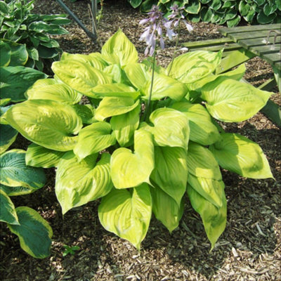 Thompson & Morgan Hosta Hybrid Sum And Substance 9Cm Potted Plant X 3 from B&Q