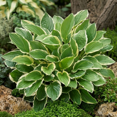 Hosta So Sweet Plant Pot 9Cm 3 Pack - Size: 9 X 10 X 10Cm - Wilko Green Thompson & Morgan - Image 3