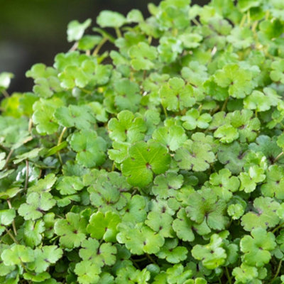 Thompson & Morgan Hydrocotyle Novae-Zelandiae 11Cm Basket X 2 from B&Q
