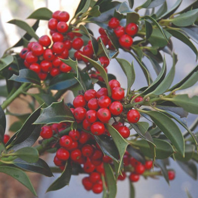 Thompson & Morgan Ilex Aquifolium Alaska 9Cm Potted Plant X 1 from B&Q