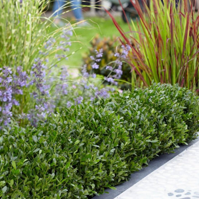 Thompson & Morgan Ilex Crenata Luxus 9Cm Potted Plant X 3 from B&Q