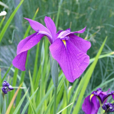 Thompson & Morgan Iris Ensata (Kaempferi) 9Cm Potted Plant X 1 from B&Q