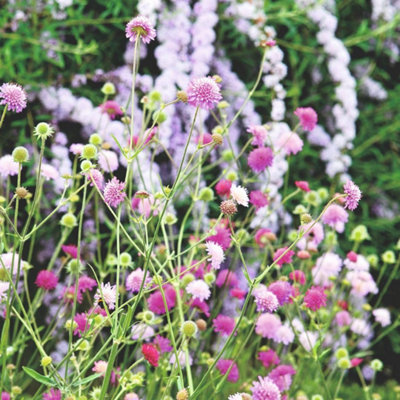 B&Q -  Knautia Macedonica Melton Pastels 9Cm Potted Plant X 2