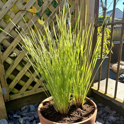 Thompson & Morgan Lomandra Arctic Frost 9Cm Potted Plant X 1 from B&Q