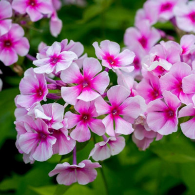 Thompson & Morgan Phlox Paniculata Bright Eyes 9Cm Potted Plant X 2 from B&Q