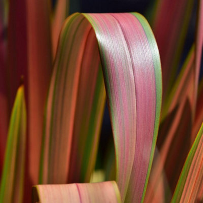 B&Q -  Phormium Tenax Jester 9Cm Potted Plant X 1