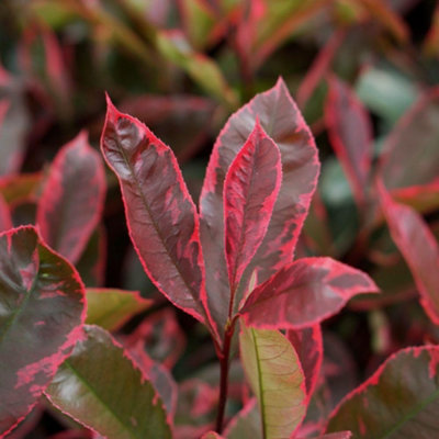 Thompson & Morgan Photinia X Fraseri Louise 9Cm Potted Plant X 3 from B&Q